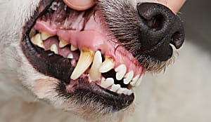 The Best Kept Secret To Fresh Dog Breath