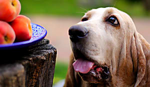 12 Fruits Dogs Can And Can’t Eat