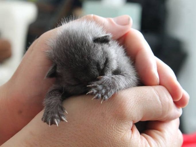 Couple Rescued A Kitten, Then Its Fur Changed Colors And They Were Blown Away