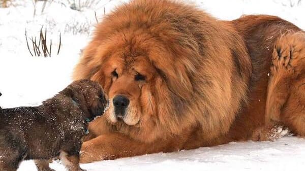 Esta são as 30 raças de cachorros mais caras do mundo!