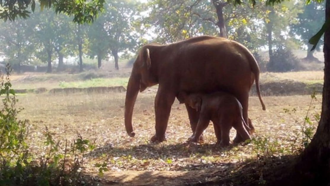 Ils étaient ébahis lorsqu’ils ont compris pourquoi cet éléphant creusait depuis des heures. Ils étaient alarmés lorsqu’ils ont découvert