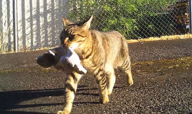 Cat Keeps Stealing Puppies, Neighbors Followed Him and Saw this