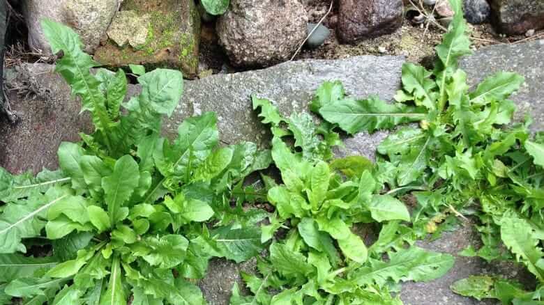 Livre-se das ervas daninhas do jardim com este truque barato e fácil!